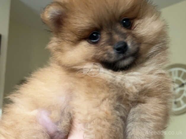 1 GIRL LEFT Beautiful Pomeranian Puppies for sale in Sowerby Bridge, West Yorkshire