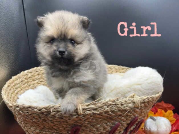 1 GIRL LEFT Beautiful Pomeranian Puppies for sale in Sowerby Bridge, West Yorkshire - Image 2