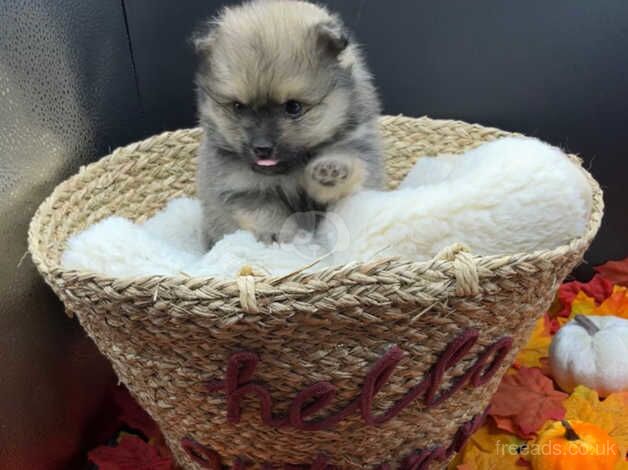 1 GIRL LEFT Beautiful Pomeranian Puppies for sale in Sowerby Bridge, West Yorkshire - Image 3