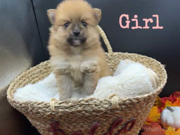 1 GIRL LEFT Beautiful Pomeranian Puppies for sale in Sowerby Bridge, West Yorkshire - Image 4