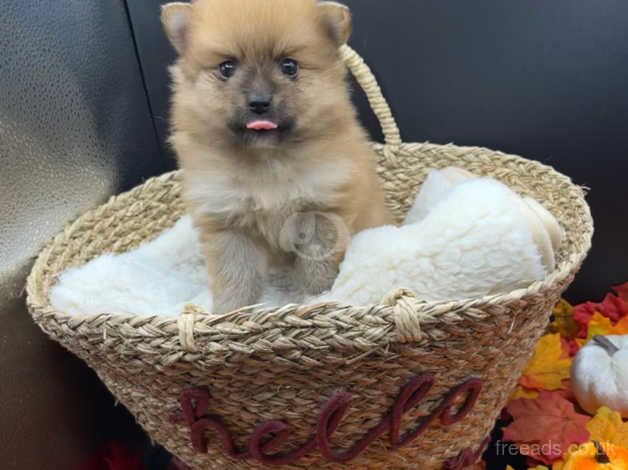 1 GIRL LEFT Beautiful Pomeranian Puppies for sale in Sowerby Bridge, West Yorkshire - Image 5