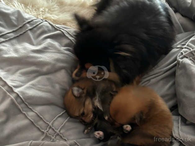 1 puppy left, litter of 3 boys for sale in Bicester, Oxfordshire