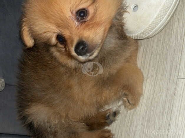 1 puppy left, litter of 3 boys for sale in Bicester, Oxfordshire - Image 3