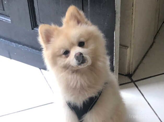 1 year old Pomeranian boy for sale in Weymouth, Dorset