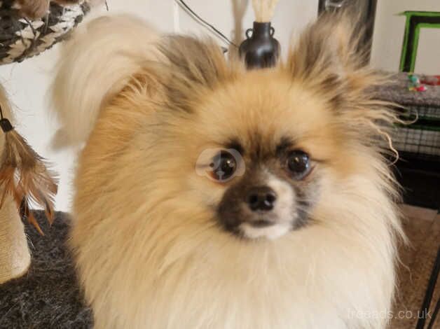 1 year old Pomeranian for sale in Chipping Sodbury, Gloucestershire