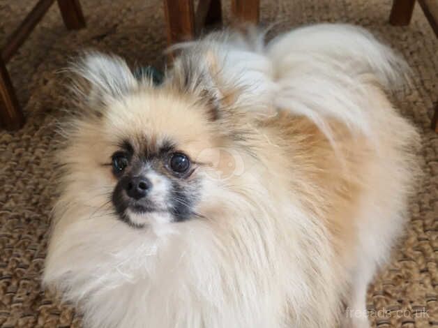 1 year old Pomeranian for sale in Chipping Sodbury, Gloucestershire - Image 2