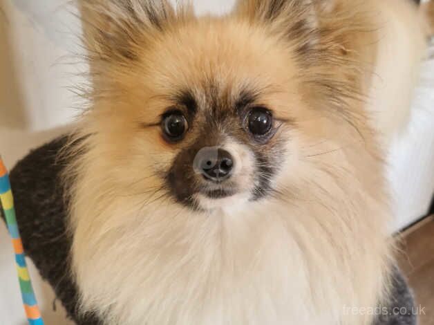 1 year old Pomeranian for sale in Chipping Sodbury, Gloucestershire - Image 3