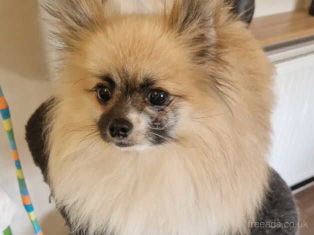 1 year old Pomeranian for sale in Chipping Sodbury, Gloucestershire - Image 4