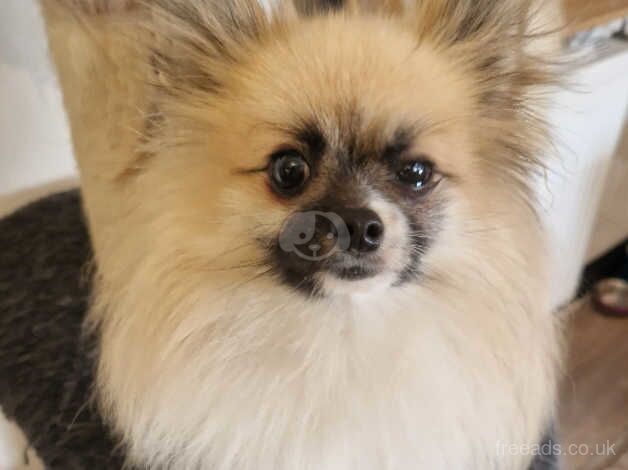 1 year old Pomeranian for sale in Chipping Sodbury, Gloucestershire - Image 5