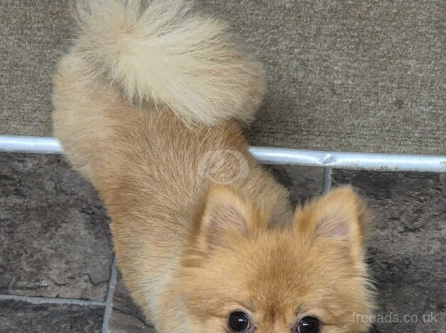 1 year old pomeranian for sale in Kingston upon Hull, East Riding of Yorkshire - Image 1