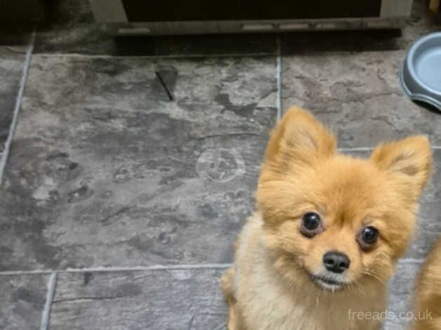 1 year old pomeranian for sale in Kingston upon Hull, East Riding of Yorkshire - Image 2