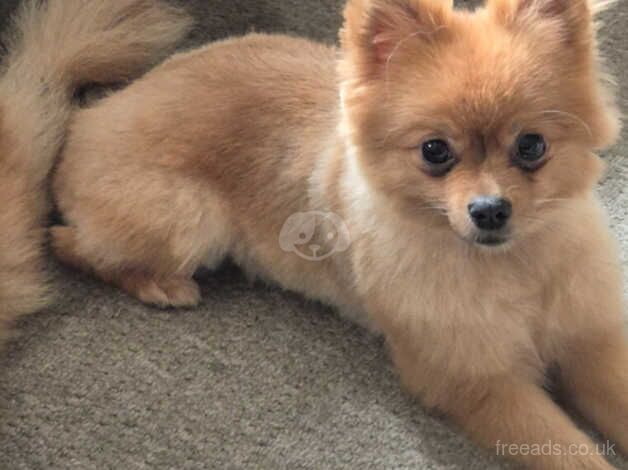 Pomeranian Puppies for sale in East Riding of Yorkshire