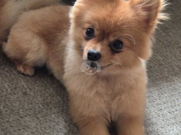 Pomeranian Puppies for sale