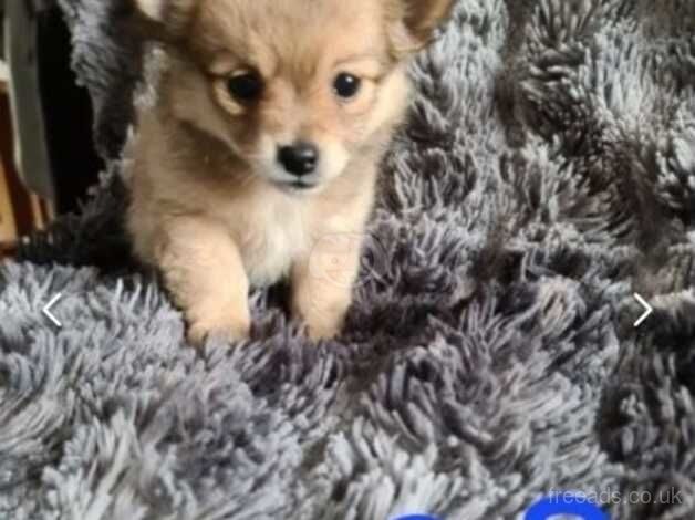 10 week old Pomarainian puppy for sale in Swansea