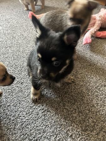 11 week old Pom X Yorkie boys for sale in Manchester, Greater Manchester