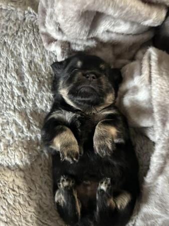 11 week old Pom X Yorkie boys for sale in Manchester, Greater Manchester - Image 2