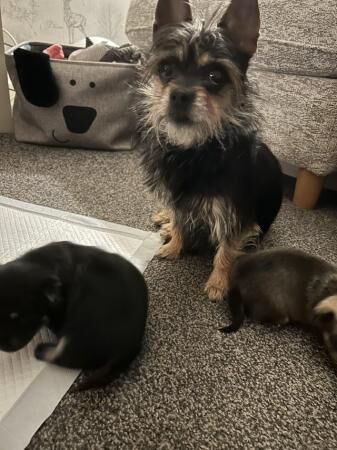 11 week old Pom X Yorkie boys for sale in Manchester, Greater Manchester - Image 5