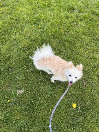 12 month old Pomeranian for sale in Macclesfield, Cheshire - Image 1