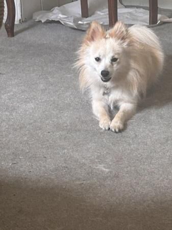 12 month old Pomeranian for sale in Macclesfield, Cheshire - Image 2