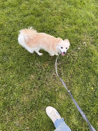 12 month old Pomeranian for sale in Macclesfield, Cheshire - Image 3