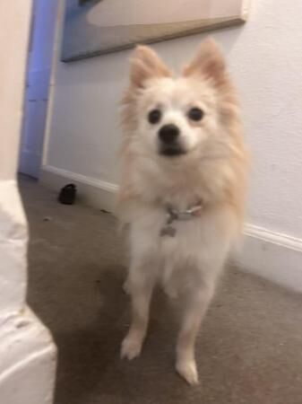 12 month old Pomeranian for sale in Macclesfield, Cheshire - Image 4