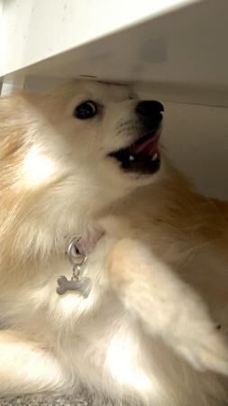 12 month old Pomeranian for sale in Macclesfield, Cheshire - Image 5