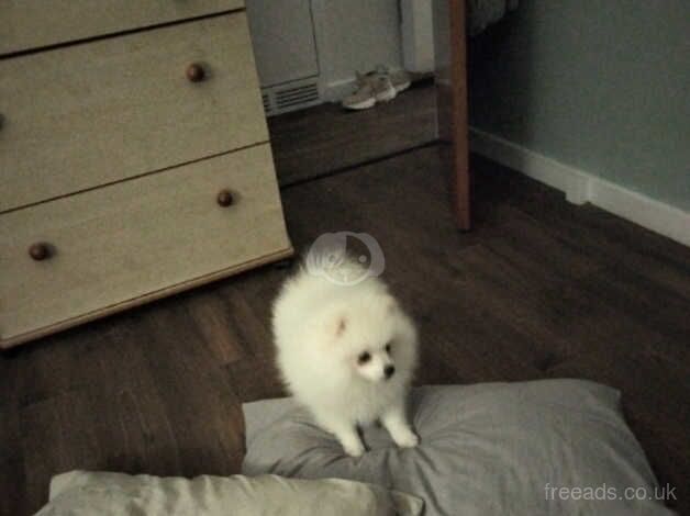 12 mth old White Pomeranian Male. Rehoming due to decline in Health for sale in Glasgow, Glasgow City - Image 2