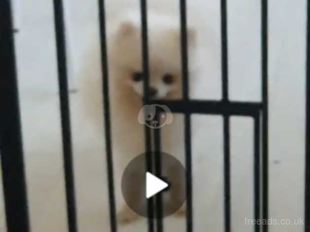 12 mth old White Pomeranian Male. Rehoming due to decline in Health for sale in Glasgow, Glasgow City - Image 3