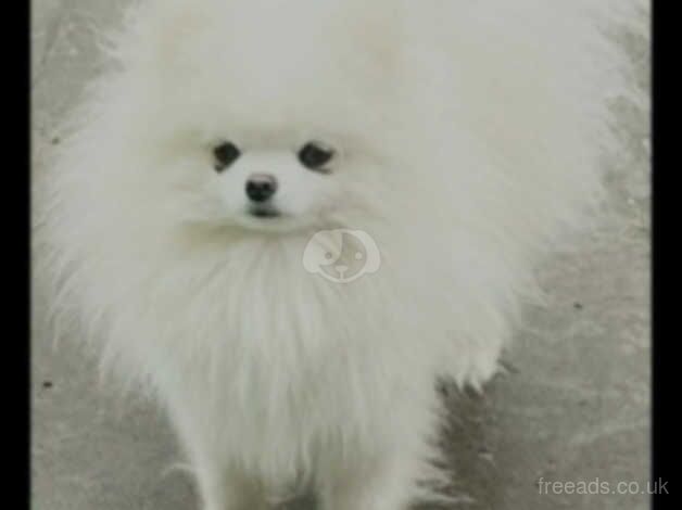 12 mth old White Pomeranian Male. Rehoming due to decline in Health for sale in Glasgow, Glasgow City - Image 4