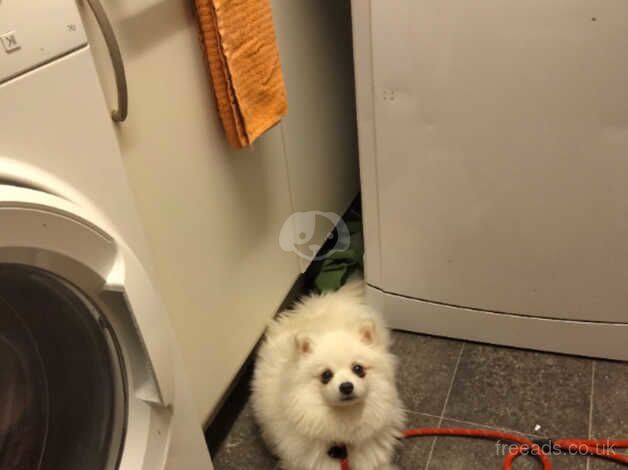 12 mth old White Pomeranian Male. Rehoming due to decline in Health for sale in Glasgow, Glasgow City - Image 5