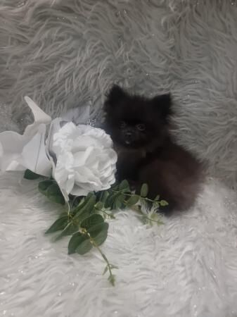 12 week old pomeranian boys for sale in Lincolnshire - Image 1