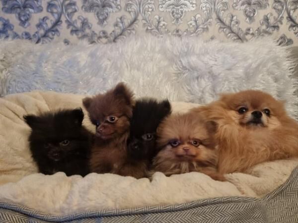 12 week old pomeranian boys for sale in Lincolnshire - Image 2