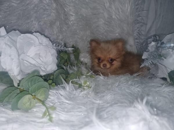 12 week old pomeranian boys for sale in Lincolnshire - Image 3