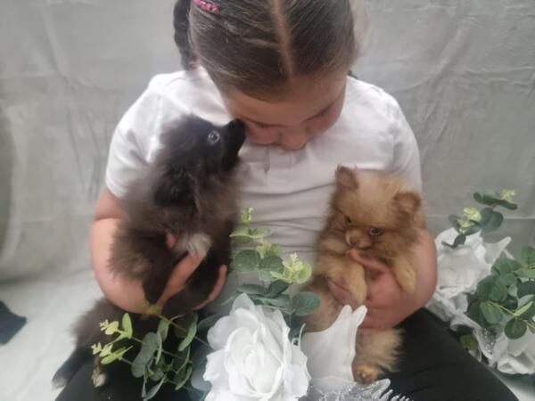 12 week old pomeranian boys for sale in Lincolnshire - Image 4