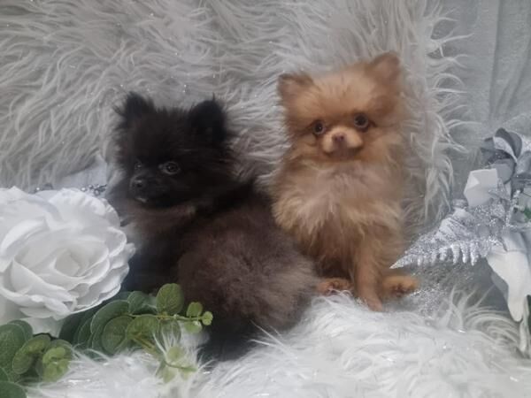 12 week old pomeranian boys for sale in Lincolnshire - Image 5