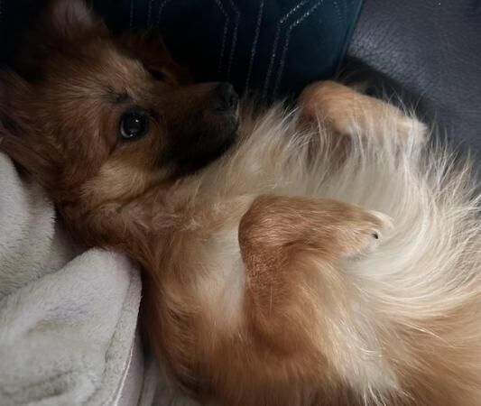 13 months old pomeranian for sale in Huddersfield, West Yorkshire - Image 1