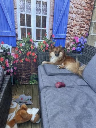 13 months old pomeranian for sale in Huddersfield, West Yorkshire - Image 2