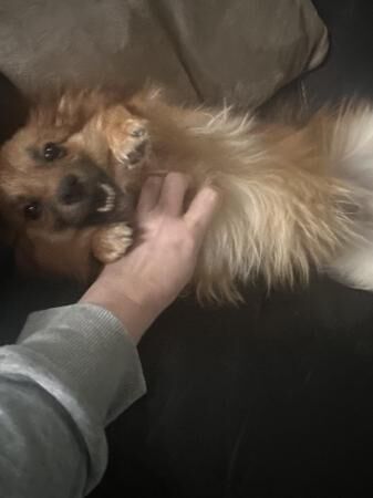 13 months old pomeranian for sale in Huddersfield, West Yorkshire - Image 3