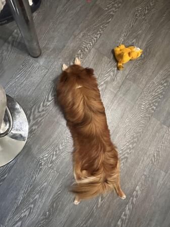 13 months old pomeranian for sale in Huddersfield, West Yorkshire - Image 5