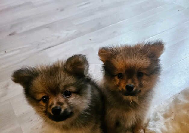 2 Beautiful quality pomeranian boys 10 weeks old for sale in Littlehampton, West Sussex