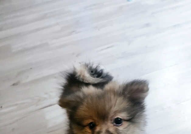 Pomeranian Puppies for sale in West Sussex