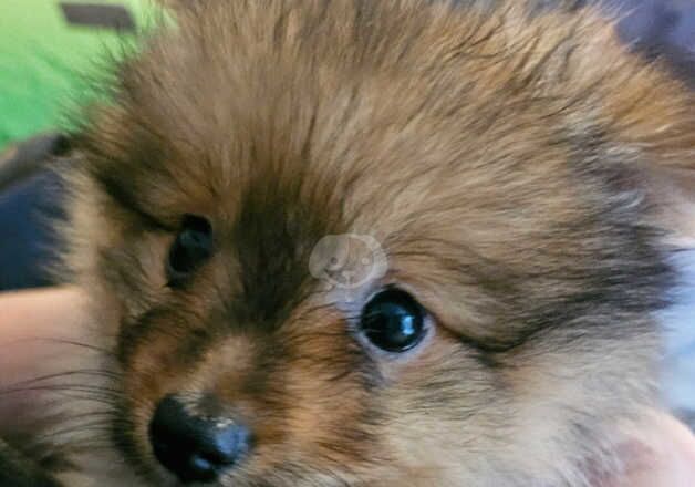 Pomeranian Puppies for sale