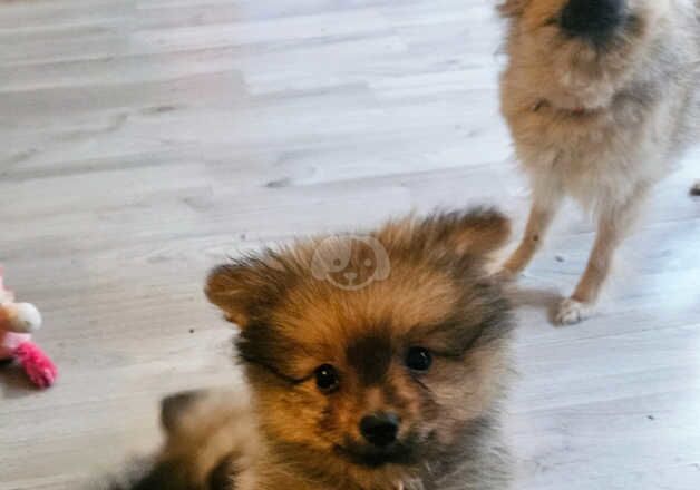 2 Beautiful quality pomeranian boys 10 weeks old for sale in Littlehampton, West Sussex - Image 5