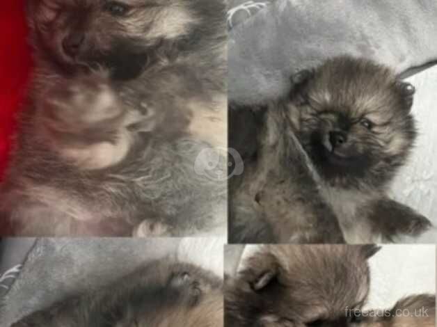 2 boys MINI TEDDIES Pomeranians Puppies for sale in Dudley, Tyne and Wear