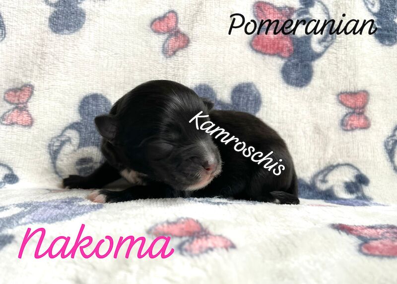 2 female Pomeranian puppys for sale in Peterborough, Cambridgeshire - Image 1