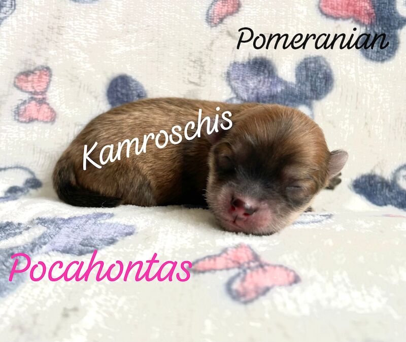 2 female Pomeranian puppys for sale in Peterborough, Cambridgeshire - Image 2