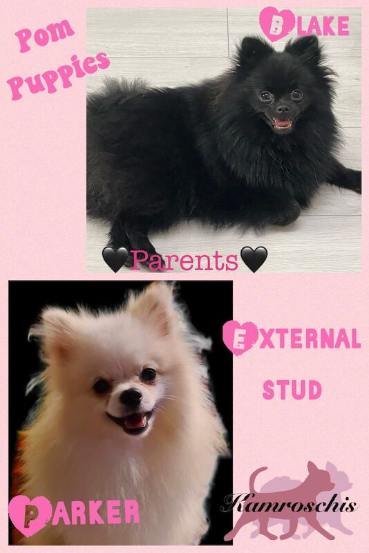 Pomeranian Puppies for sale in Cambridgeshire