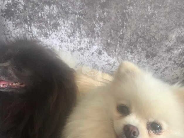 2 female Pomeranians for sale in Stourport-on-Severn