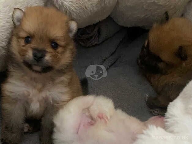 2 gorgeous Pomeranian puppies for sale in Lynmouth, Devon - Image 1