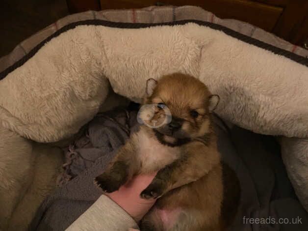 2 gorgeous Pomeranian puppies for sale in Lynmouth, Devon - Image 2